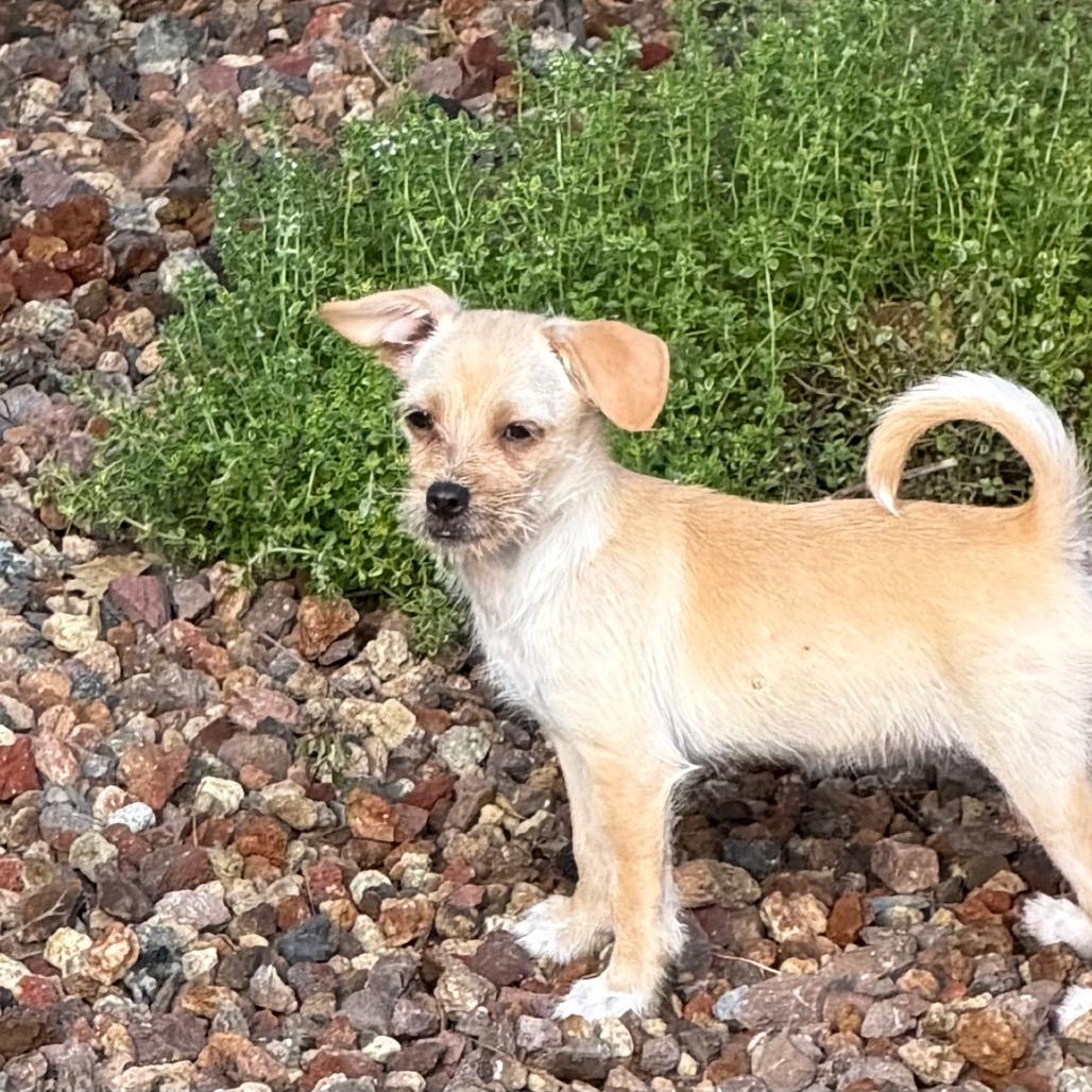Enlarge Ruby, a Adoptable mixed breed in Sacramento, CA image 2/4