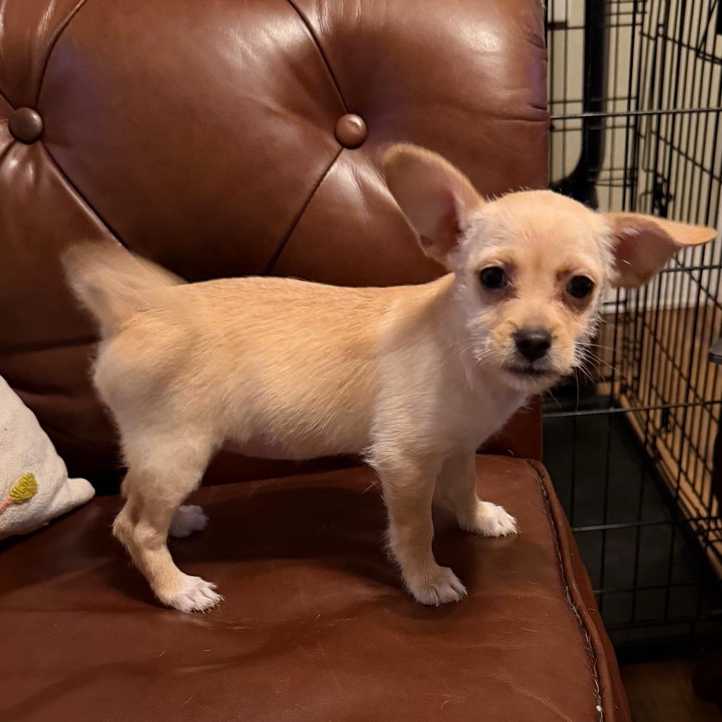 Enlarge Ruby, a Adoptable mixed breed in Sacramento, CA image 3/4