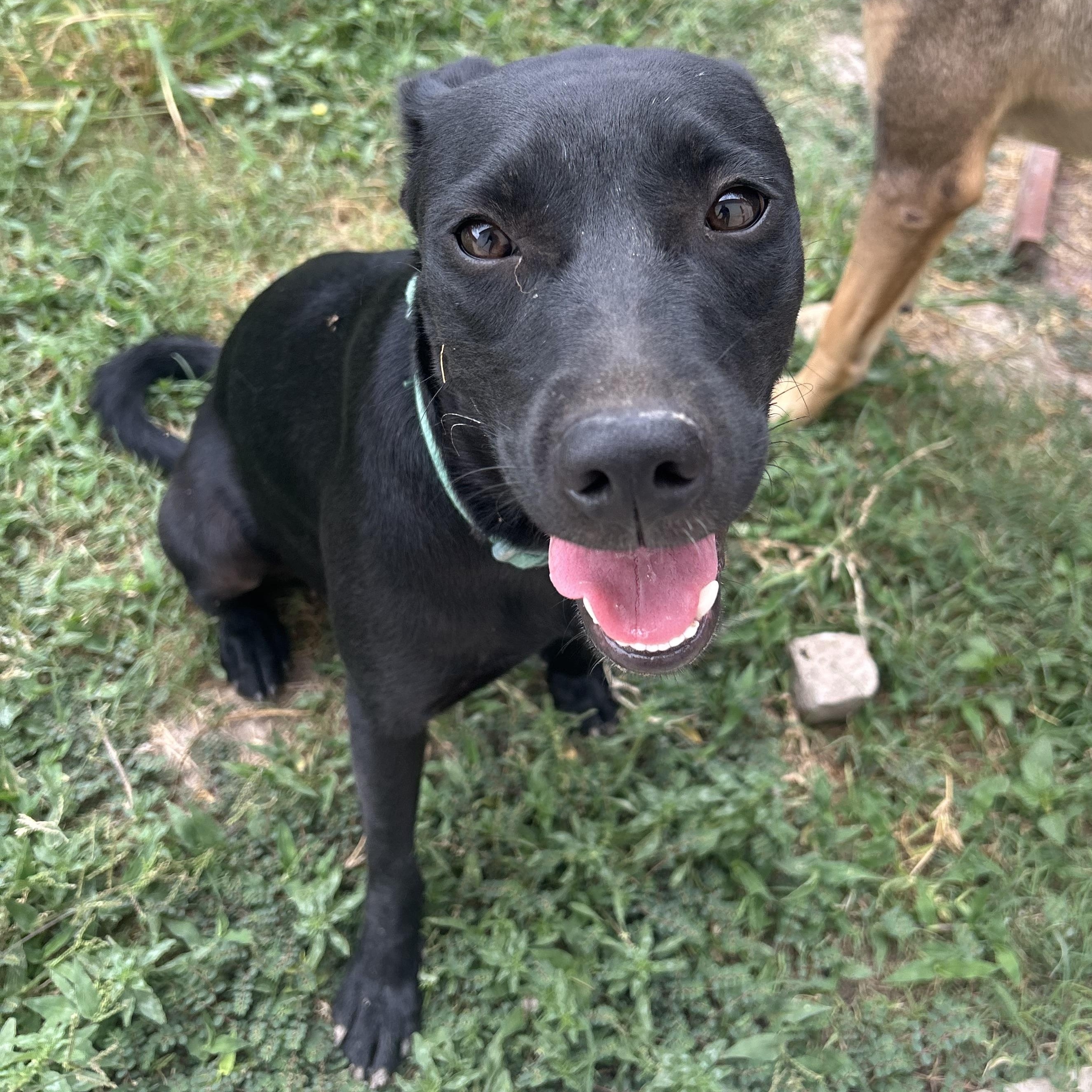 Cocoa Butter thumbnail 4