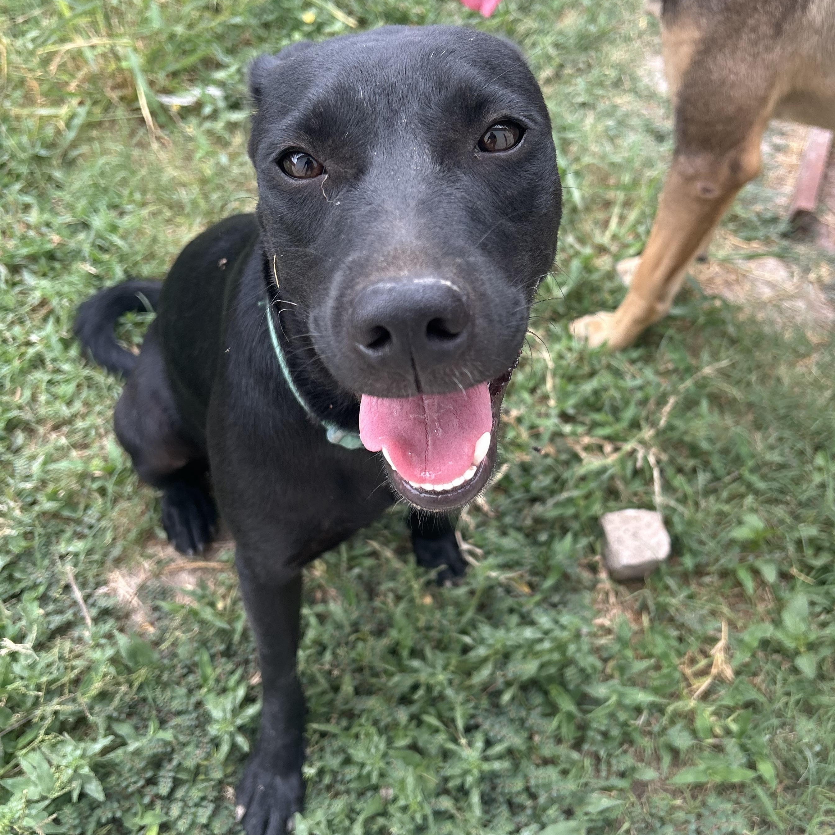 Cocoa Butter thumbnail 2