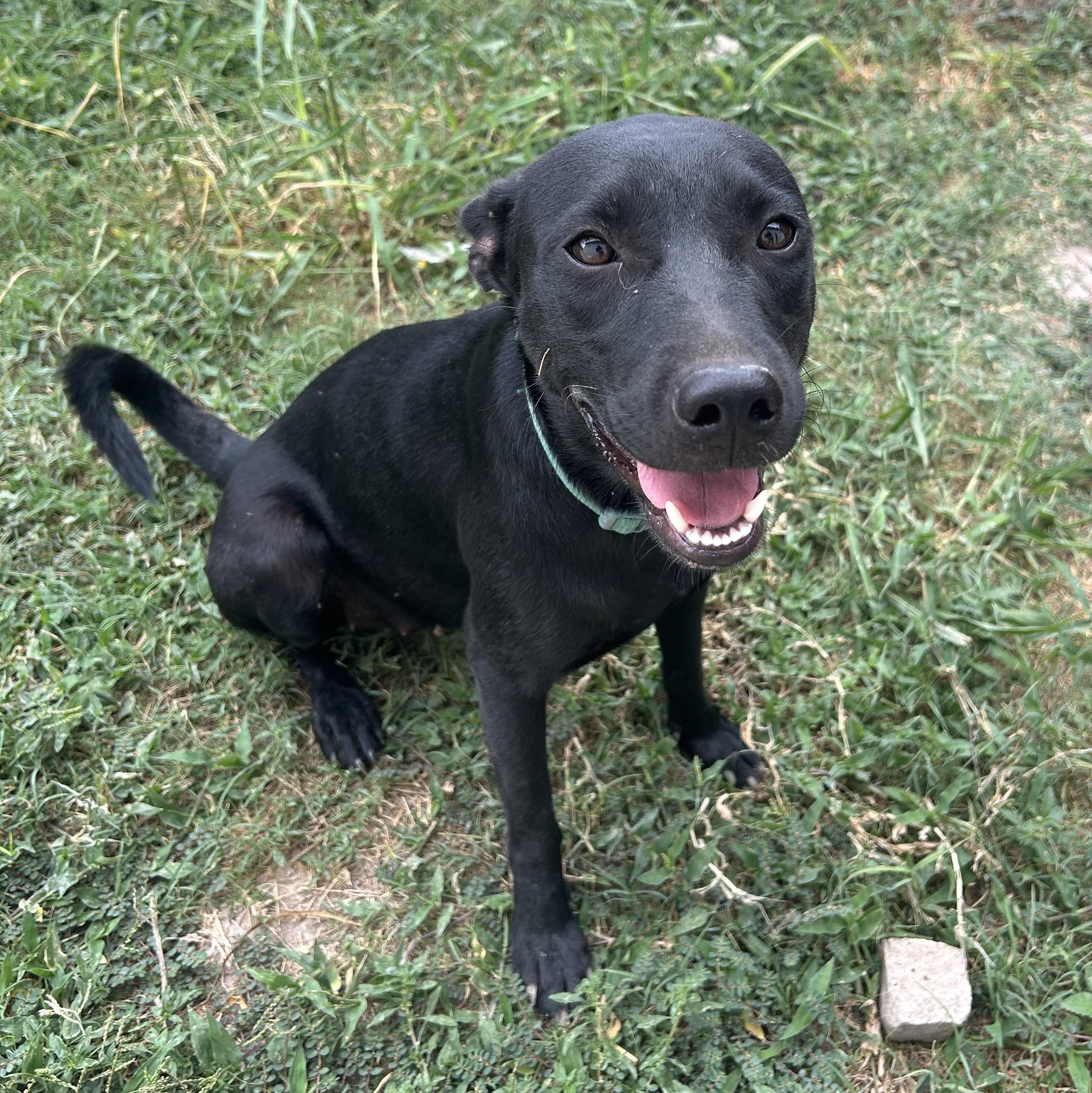 Cocoa Butter thumbnail 3