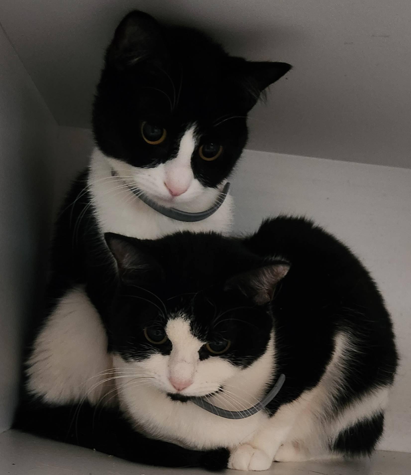 Pansy & Peony, Adoptable, Adult Female Domestic Short Hair.