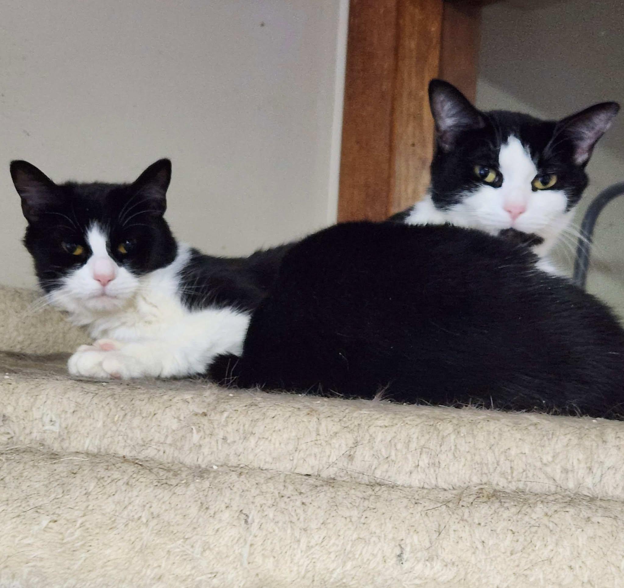 Pansy & Peony, a Adoptable Domestic Short Hair in Mansfield Center, CT image 1/2