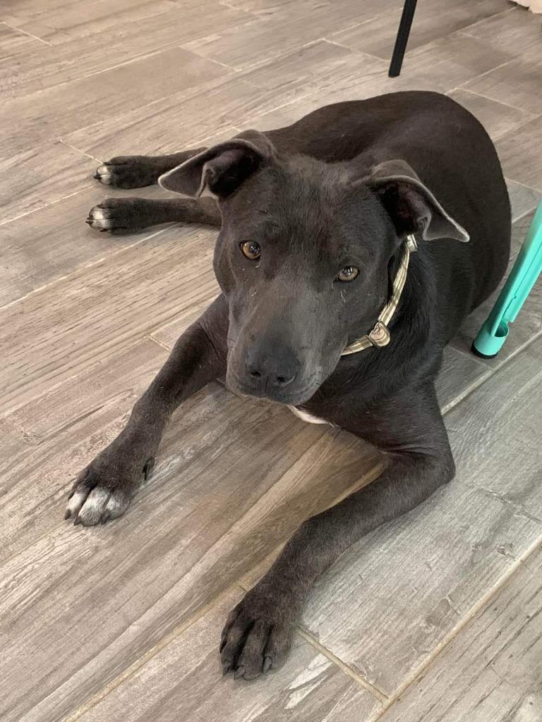 Bella #2, Adopted, Adult Female Weimaraner & Mixed Breed.