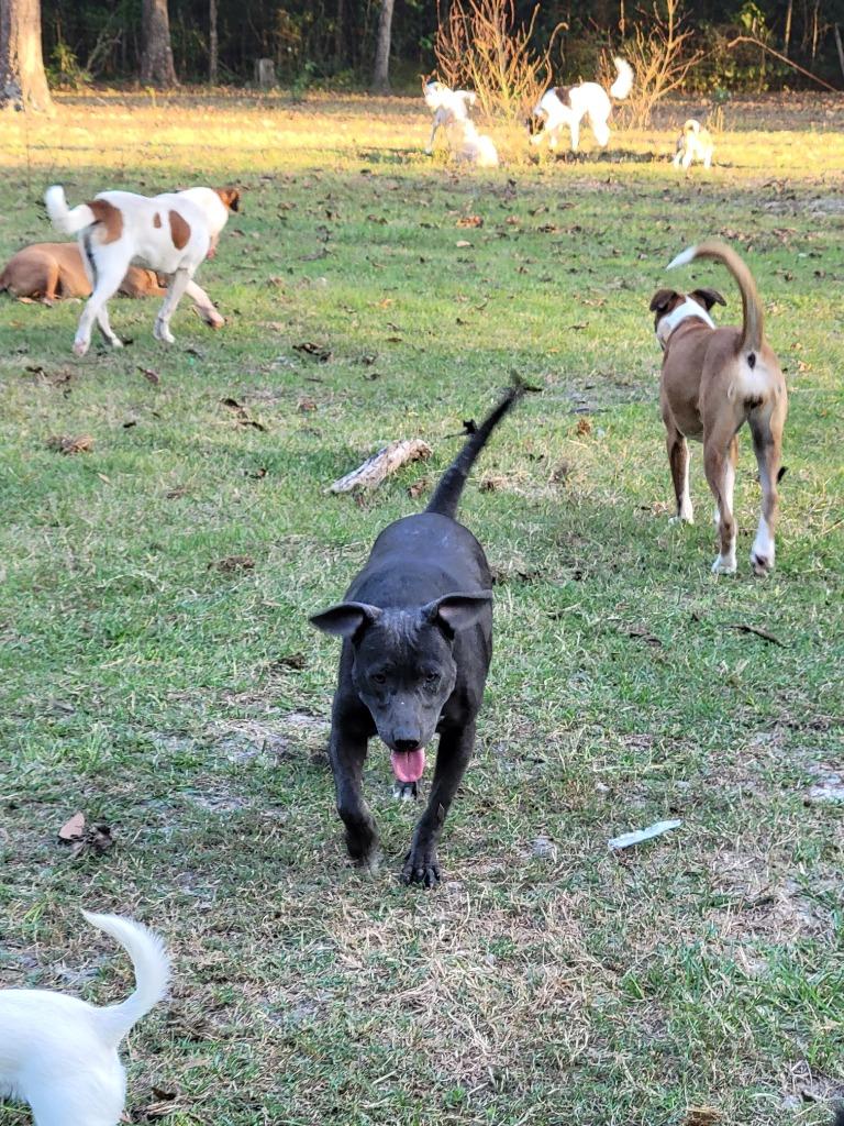 Enlarge Bella #2, a Adopted mixed breed in Waynesville, GA image 3/6