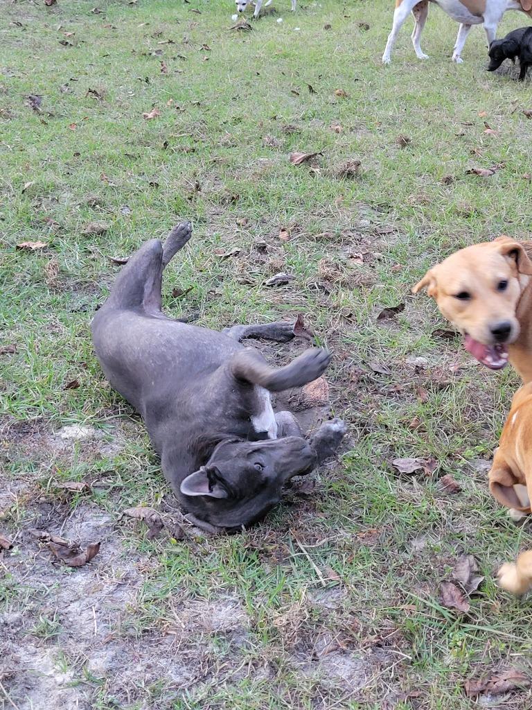 Enlarge Bella #2, a Adopted mixed breed in Waynesville, GA image 4/6