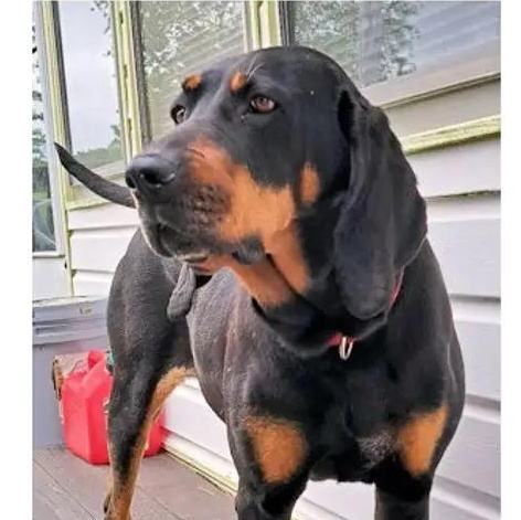 Enlarge Hope (VA), an adopted Black and Tan Coonhound in Williamsburg, VA image 2/2