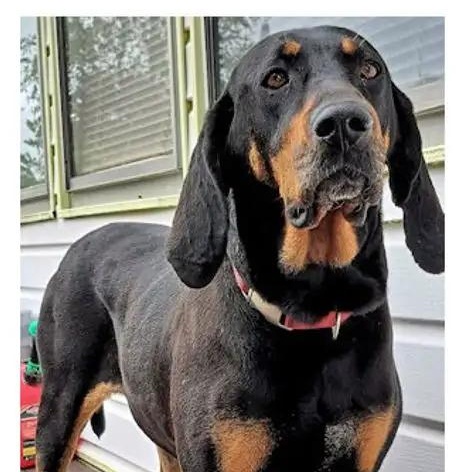 Hope (VA), adopted, Young Female Black and Tan Coonhound.