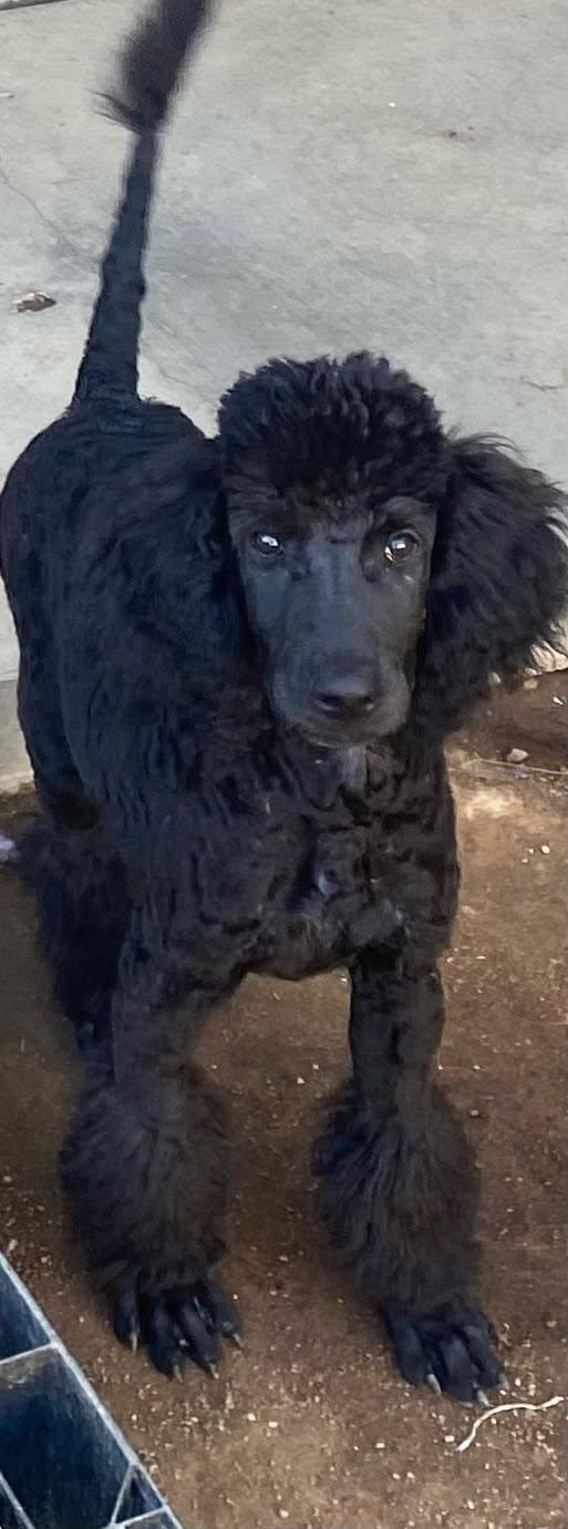 Fabio, Adoptable, Puppy Male Standard Poodle.