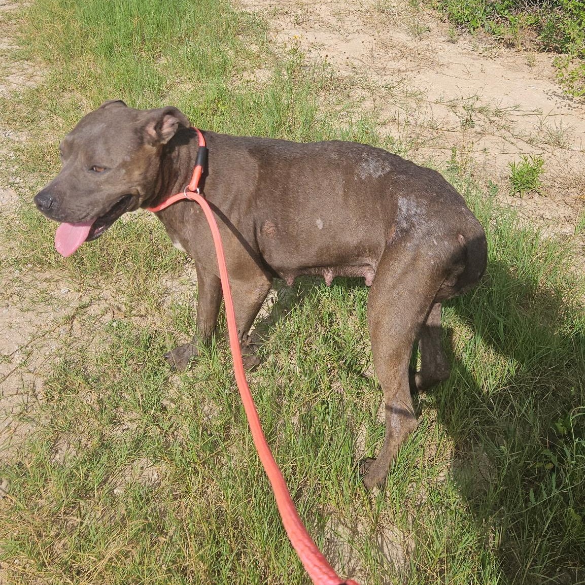 Mocha, Young Female American Staffordshire Terrier