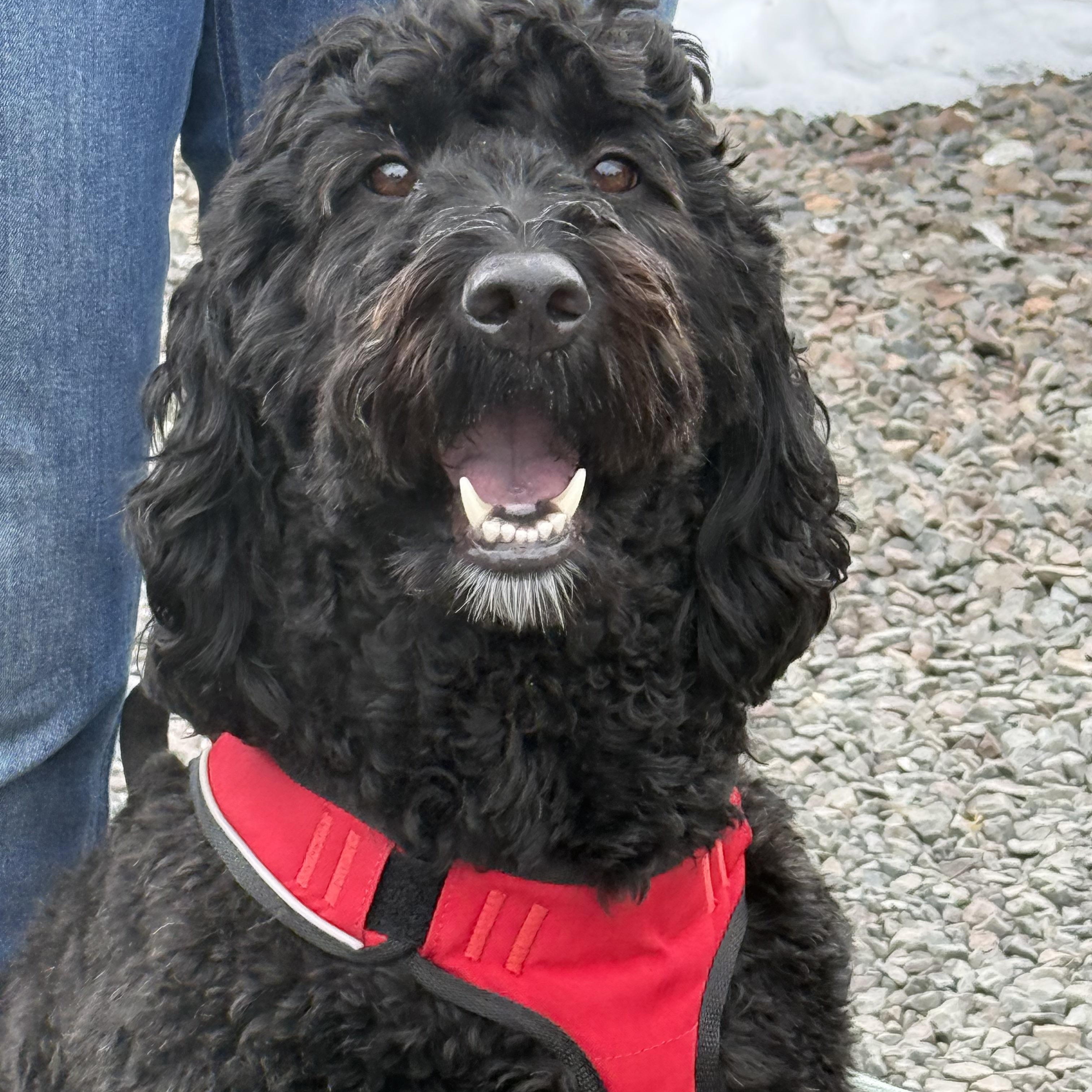 Enlarge Sully, a ADOPTABLE mixed breed in Chalfont, PA image 1/1