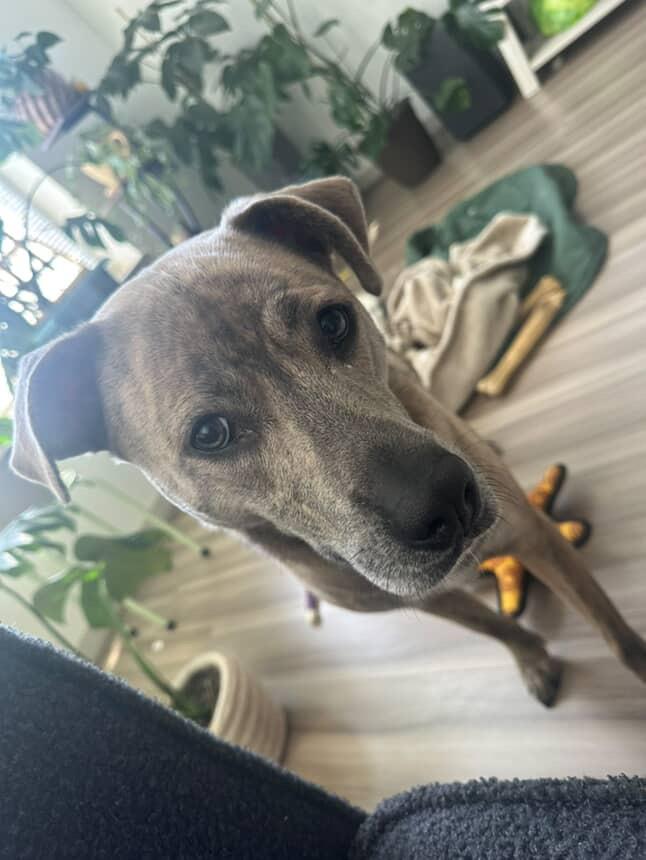 Nala, a Adoptable mixed breed in Montclair, NJ image 3/6