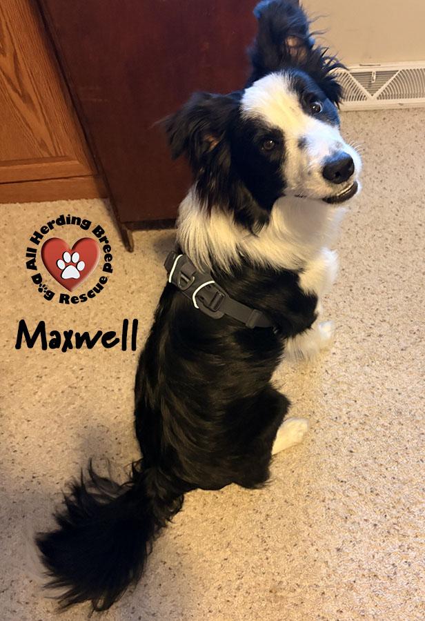 Maxwell, ADOPTABLE, Puppy Male Border Collie.