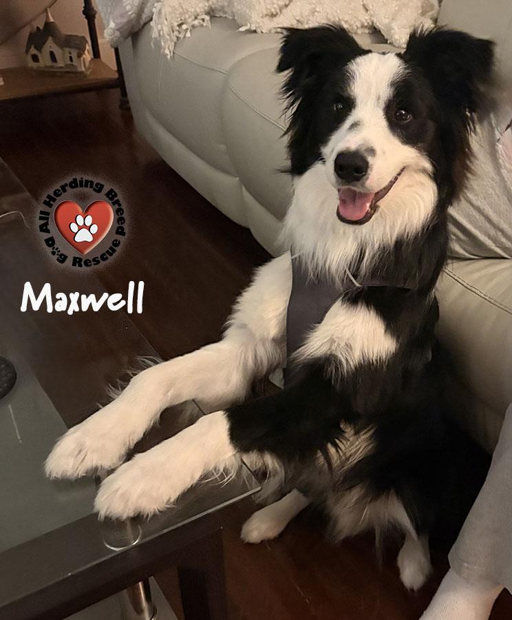 Enlarge Maxwell, a ADOPTABLE Border Collie in Joliet, IL image 2/5
