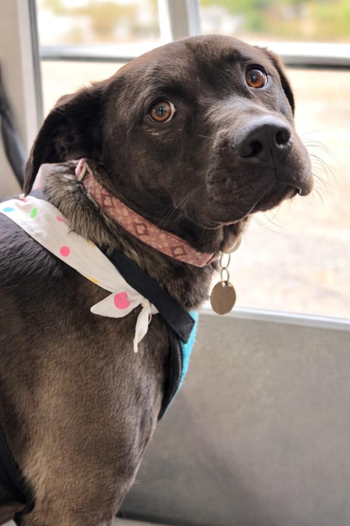Cocoa - LOCAL in MA, Adoptable, Young Female Labrador Retriever.