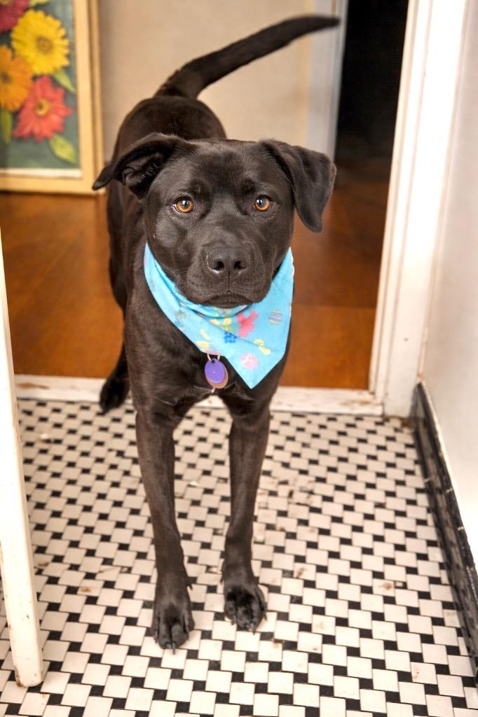 Cocoa - LOCAL in MA, a Adoptable mixed breed in Princeton, MA image 2/6