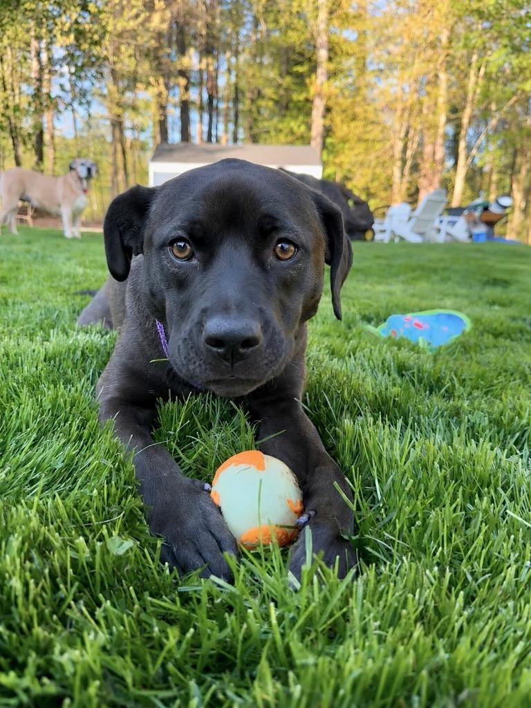 Cocoa - LOCAL in MA, a Adoptable mixed breed in Princeton, MA image 3/6