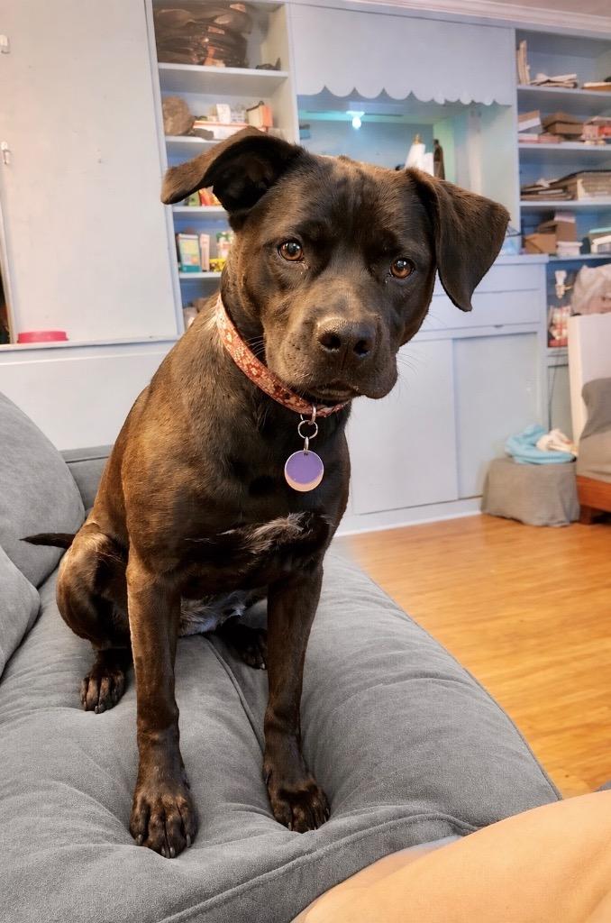 Cocoa - LOCAL in MA, a Adoptable mixed breed in Princeton, MA image 4/6