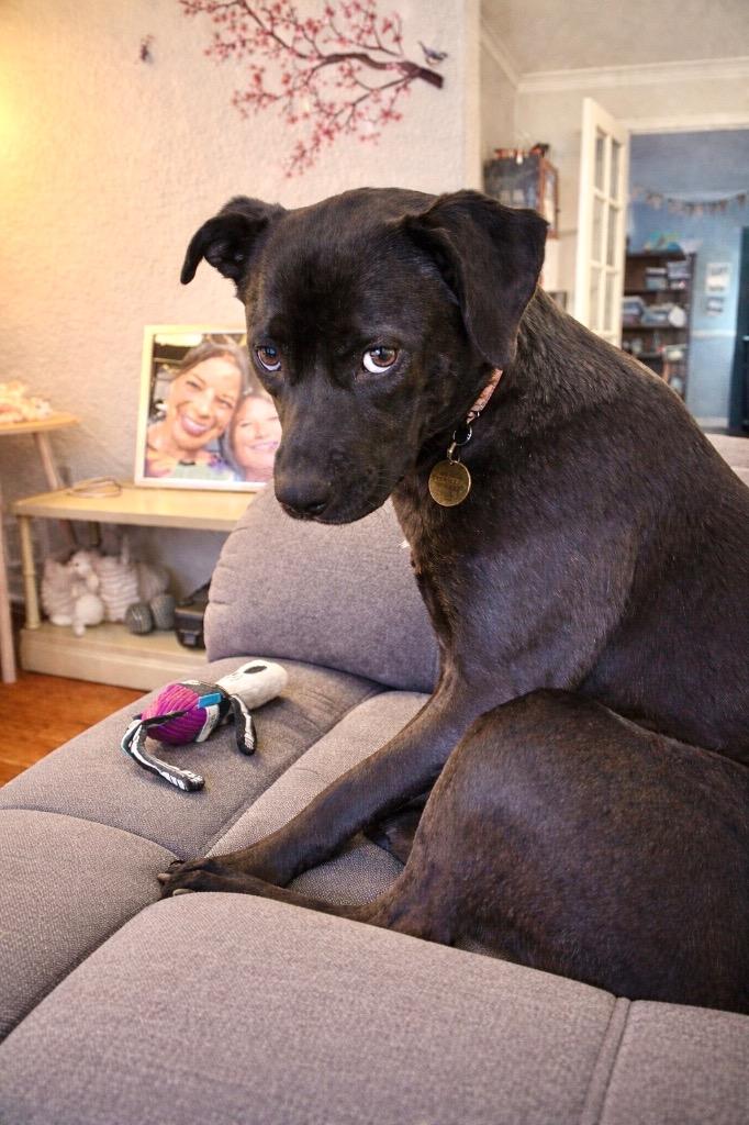 Cocoa - LOCAL in MA, a Adoptable mixed breed in Princeton, MA image 5/6