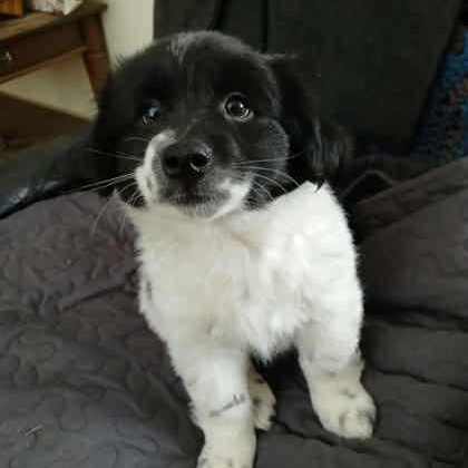 Enlarge Durango, a Adoptable Mixed Breed in Perth, ON image 1/1