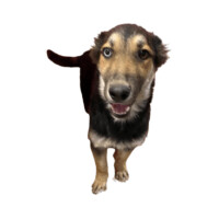 Enlarge Olive, a Adopted German Shepherd Dog in Carlsbad, CA image 1/1