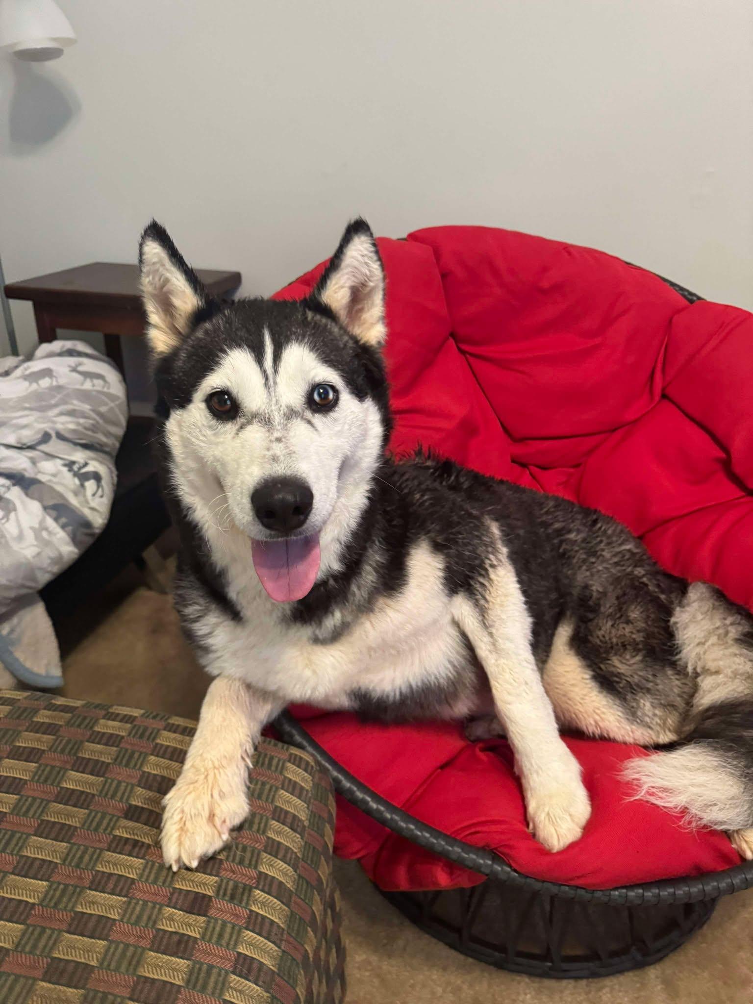 Niki, Adoptable, Adult Female Siberian Husky.