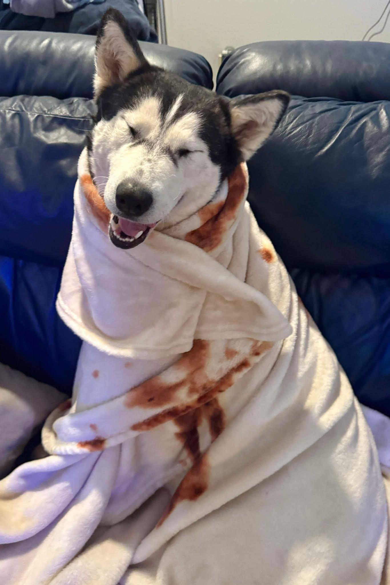 Enlarge Niki, a Adoptable Siberian Husky in Randleman, NC image 3/5