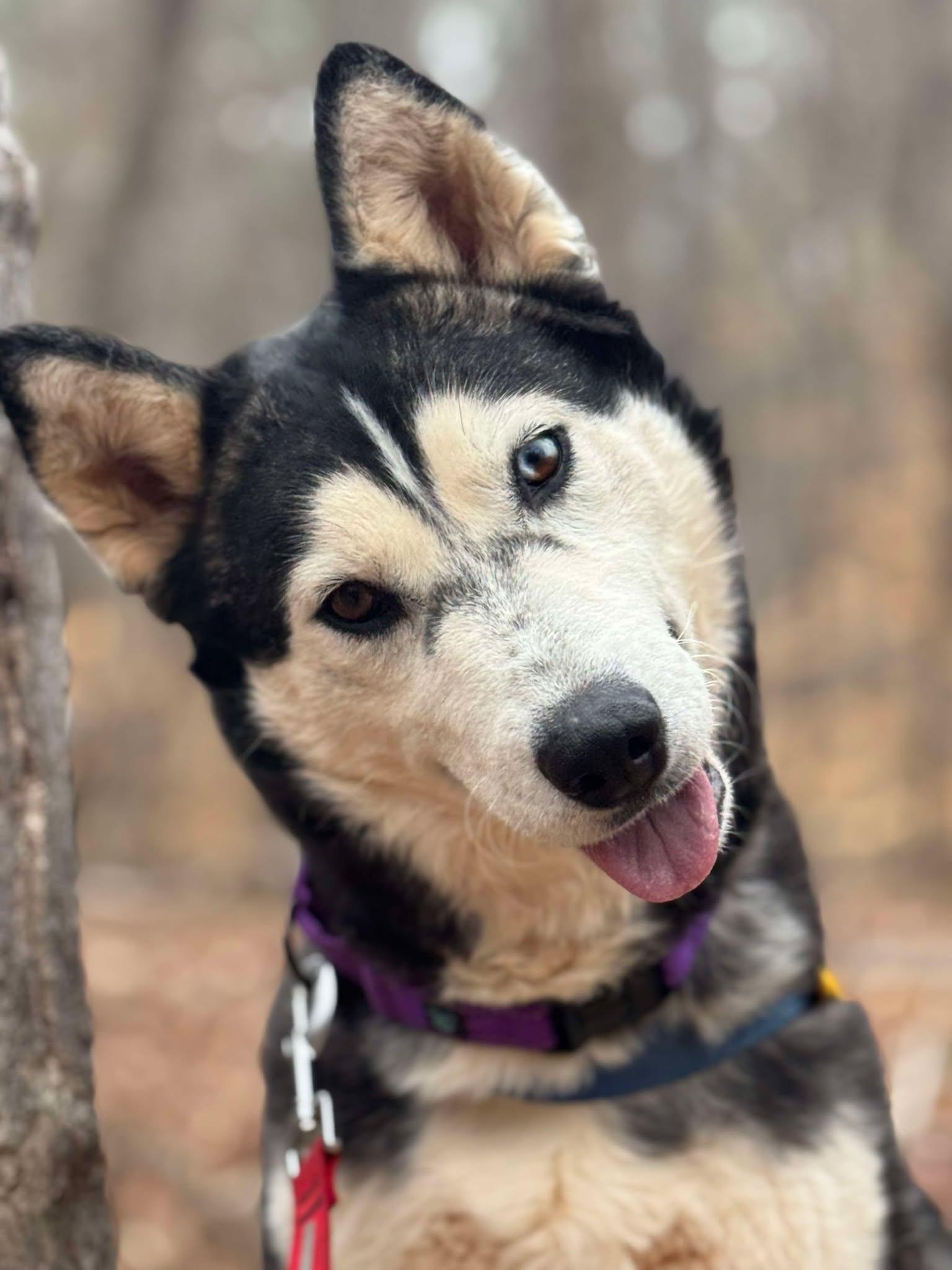 Enlarge Niki, a Adoptable Siberian Husky in Randleman, NC image 4/5