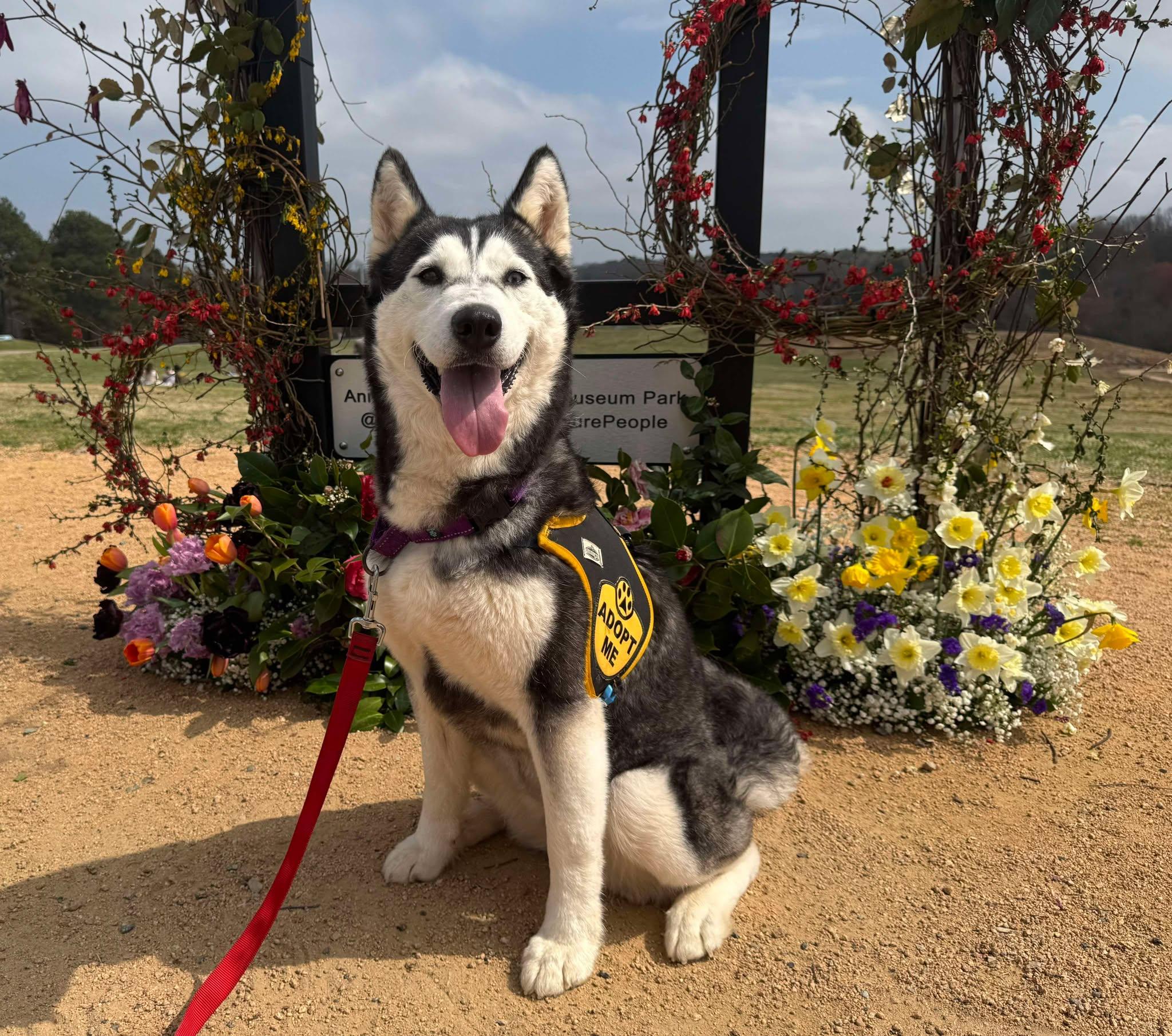 Enlarge Niki, a Adoptable Siberian Husky in Randleman, NC image 5/5