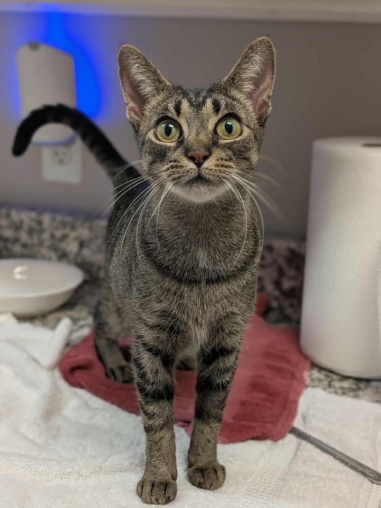 Enlarge O'Reilly, a Adoptable Domestic Short Hair in Clinton Township, MI image 2/6