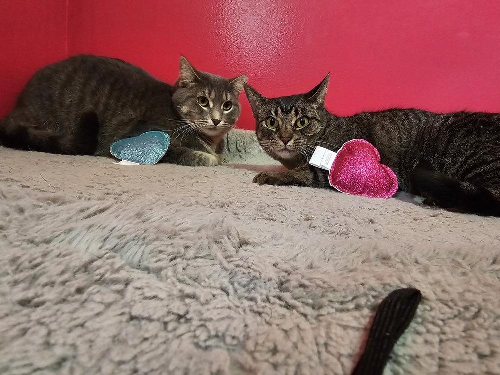 Enlarge O'Reilly, a Adoptable Domestic Short Hair in Clinton Township, MI image 3/6