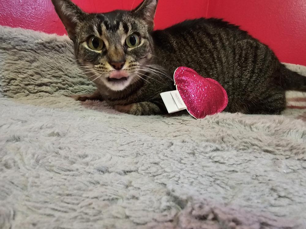 O'Reilly, Adoptable, Adult Female Domestic Short Hair.