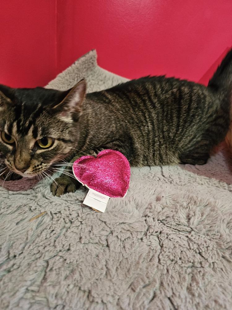 Enlarge O'Reilly, a Adoptable Domestic Short Hair in Clinton Township, MI image 5/6