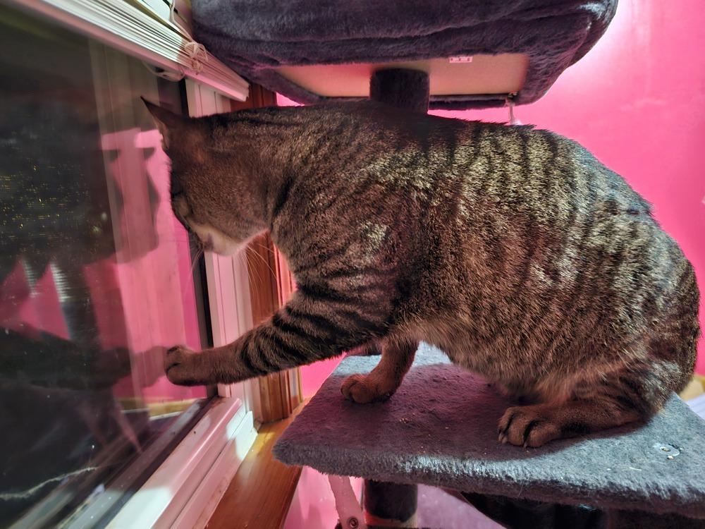 Enlarge O'Reilly, a Adoptable Domestic Short Hair in Clinton Township, MI image 6/6