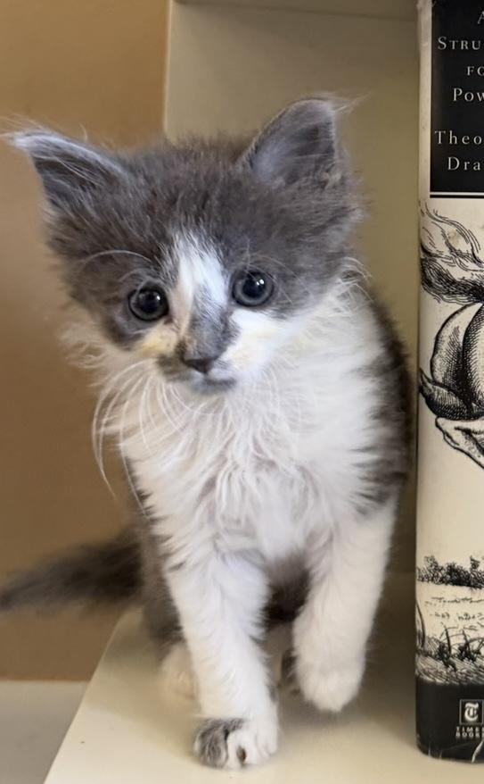 Mandy, adopted, Kitten Female Domestic Medium Hair.
