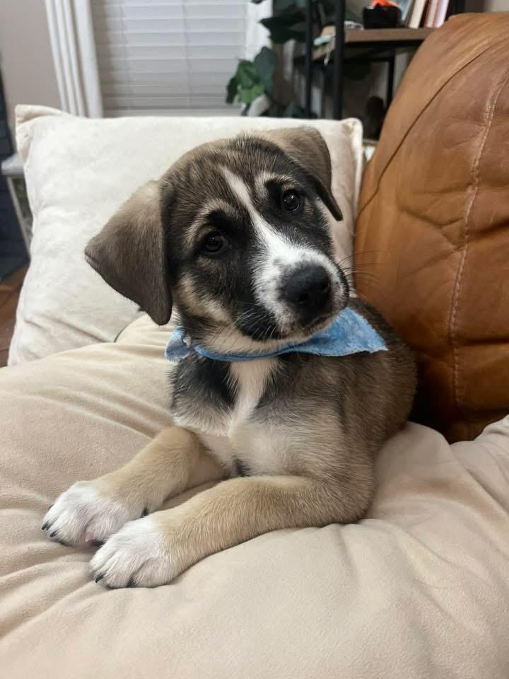 Trixie , ADOPTABLE, Puppy Female Mixed Breed.