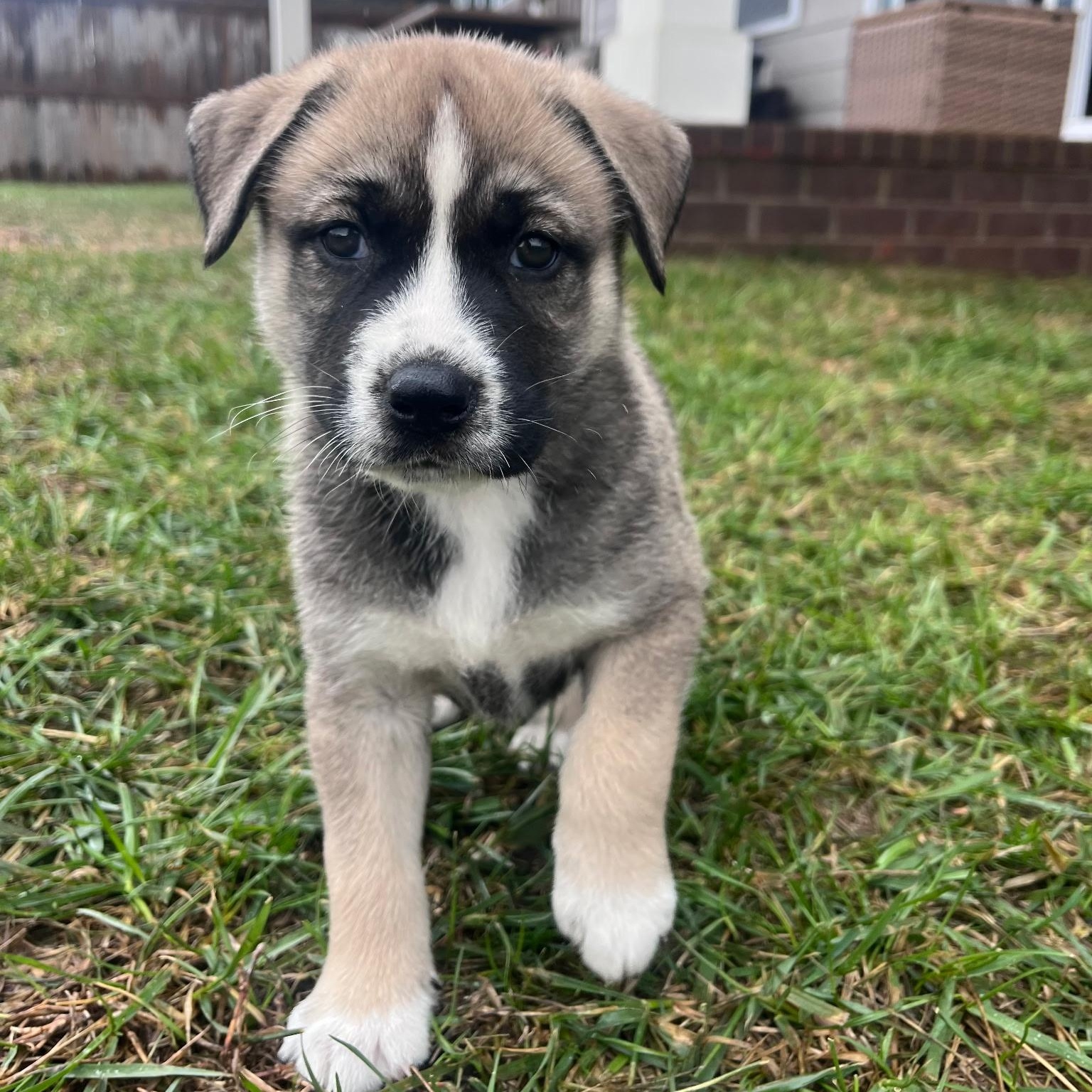 Enlarge Trixie , a ADOPTABLE mixed breed in Spring hill, TN image 4/6