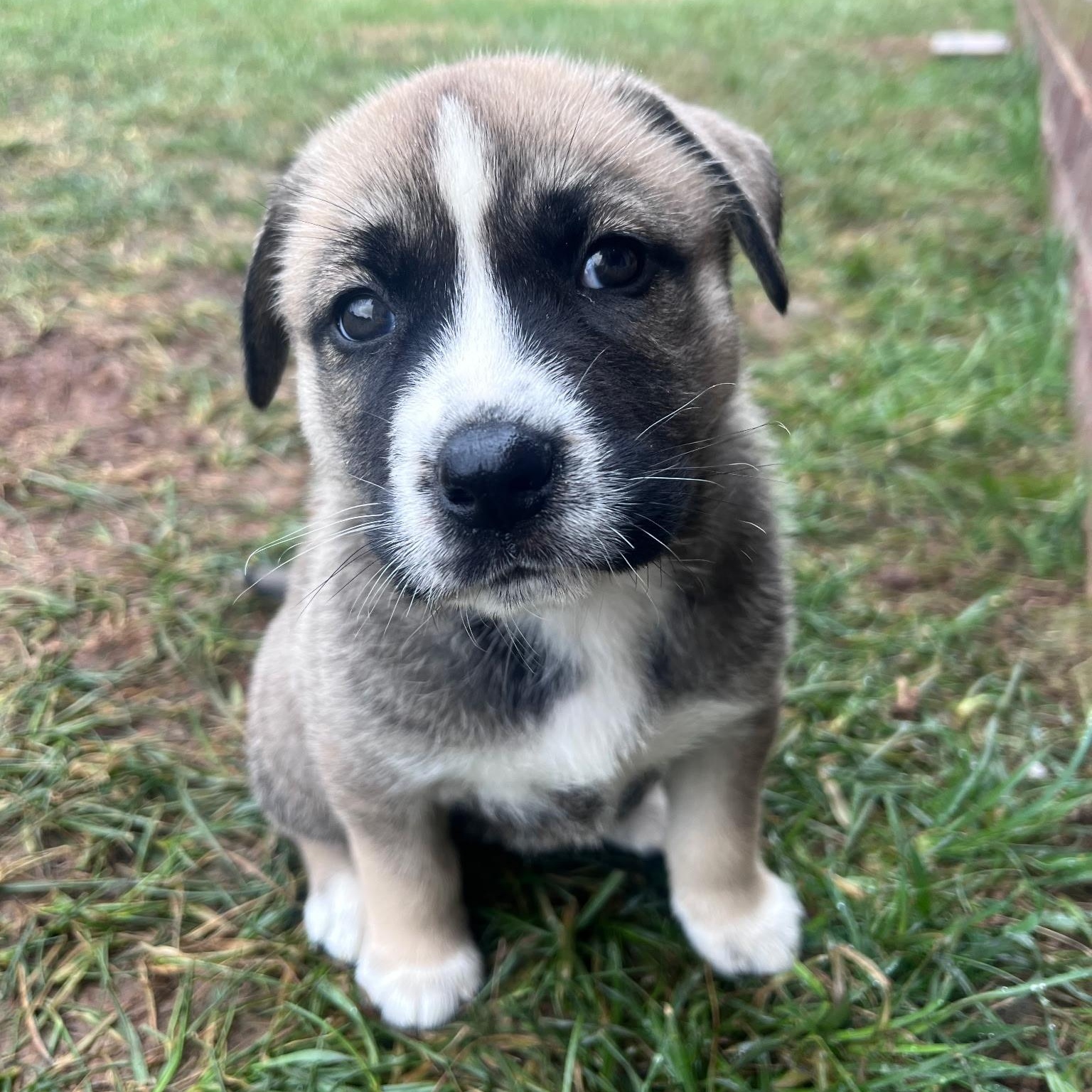 Enlarge Trixie , a ADOPTABLE mixed breed in Spring hill, TN image 3/6