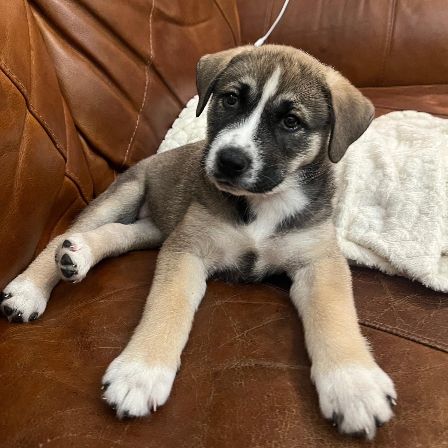 Enlarge Trixie , a ADOPTABLE mixed breed in Spring hill, TN image 5/6