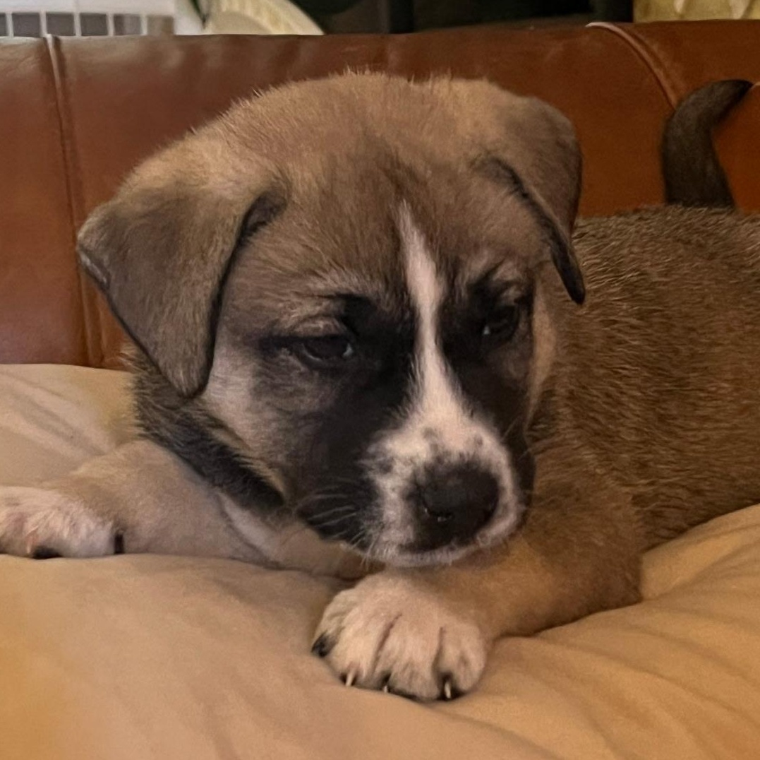 Enlarge Trixie , a ADOPTABLE mixed breed in Spring hill, TN image 6/6