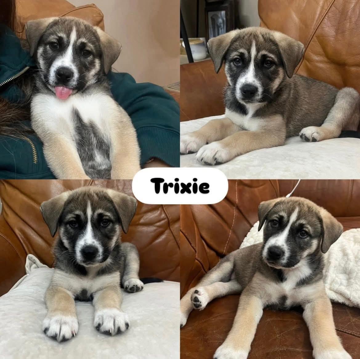 Enlarge Trixie , a ADOPTABLE mixed breed in Spring hill, TN image 2/6