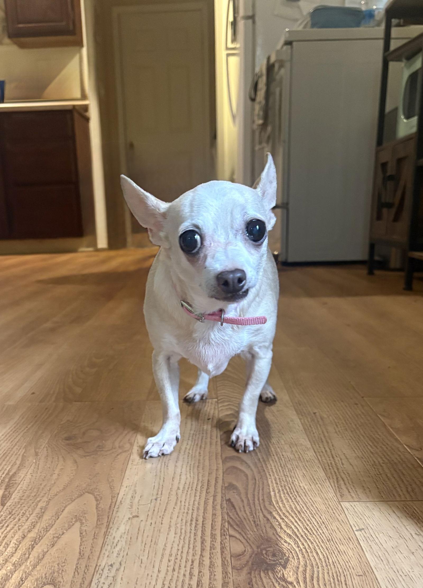 Enlarge Jasmine, a Adoptable Chihuahua in Raleigh, NC image 1/3