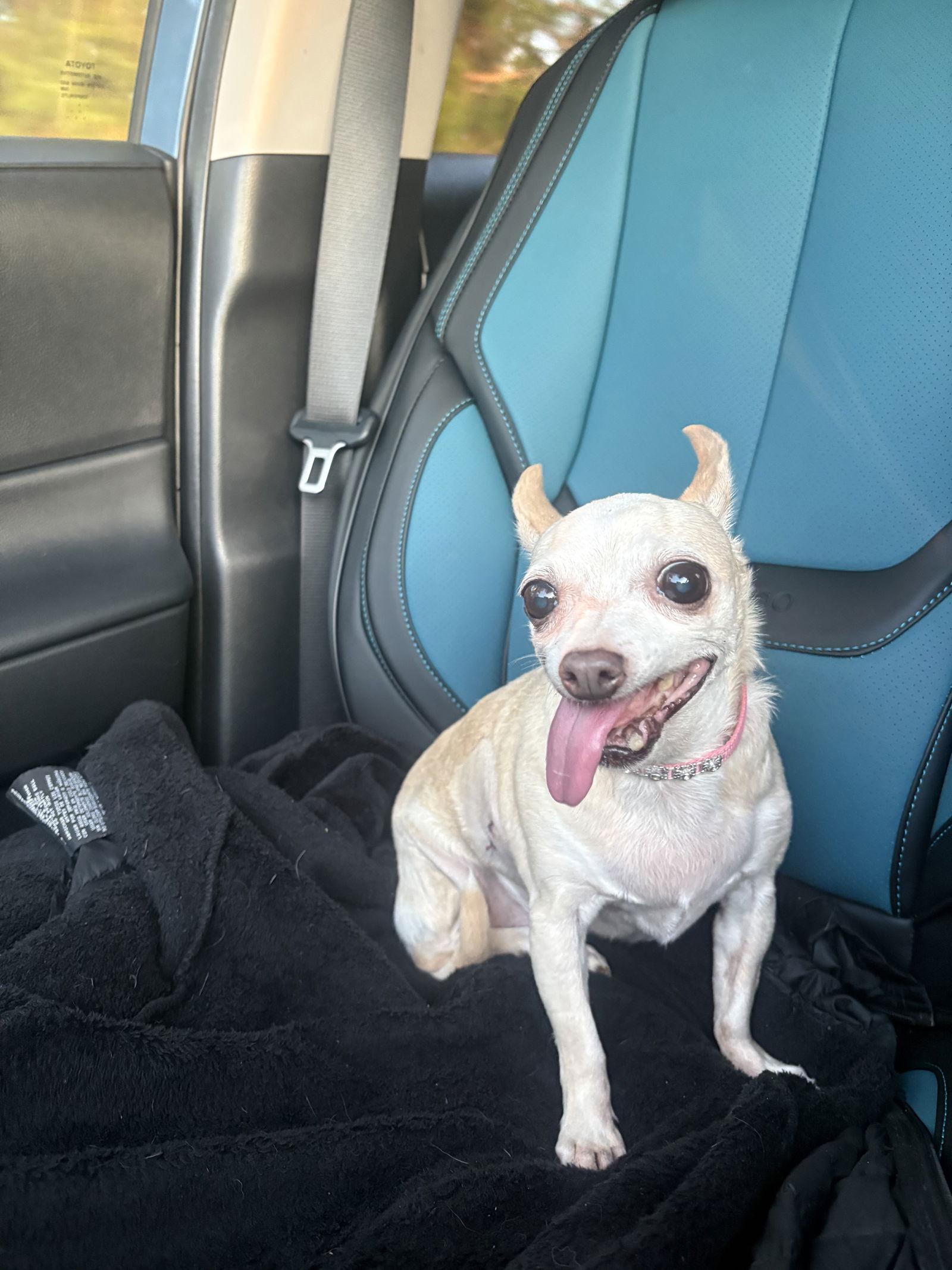 Enlarge Jasmine, a Adoptable Chihuahua in Raleigh, NC image 2/3