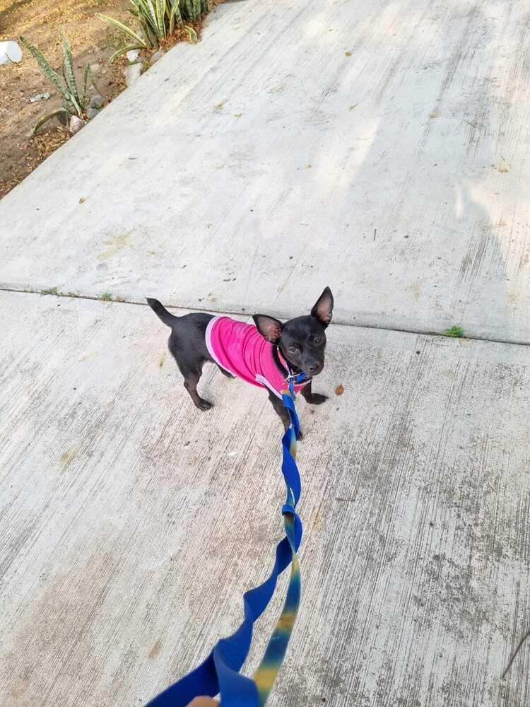 Enlarge Dolly, a Adoptable mixed breed in Gig Harbor, WA image 2/5
