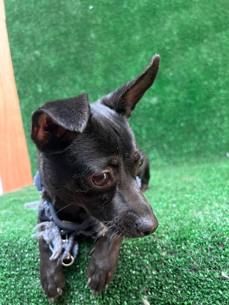 Enlarge Dolly, a Adoptable mixed breed in Gig Harbor, WA image 3/5
