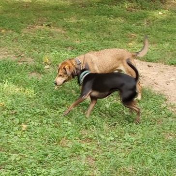 Roxie, Adoptable, Adult Female Manchester Terrier.