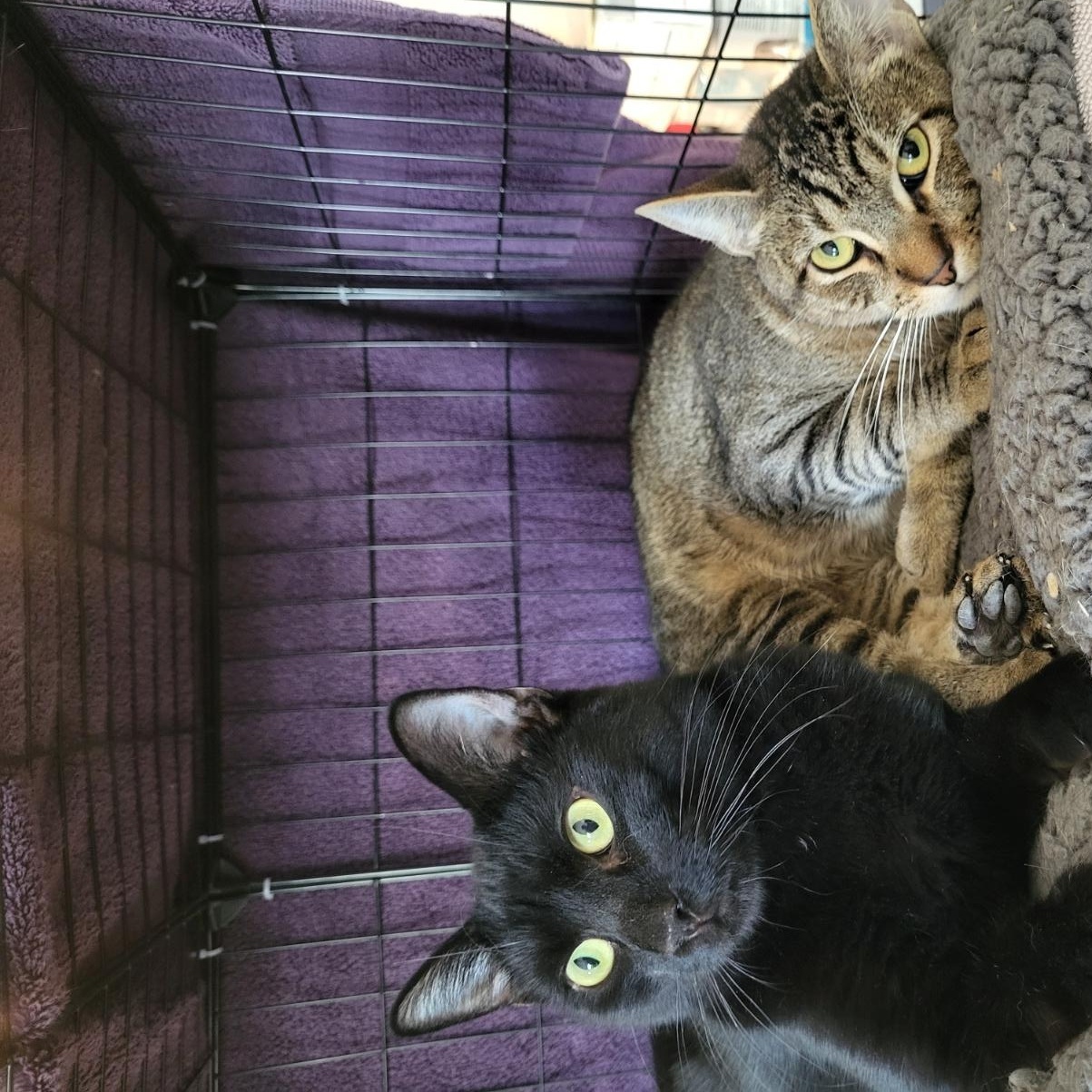 Enlarge Bandit, a Adoptable Domestic Short Hair in San Jose, CA image 3/4