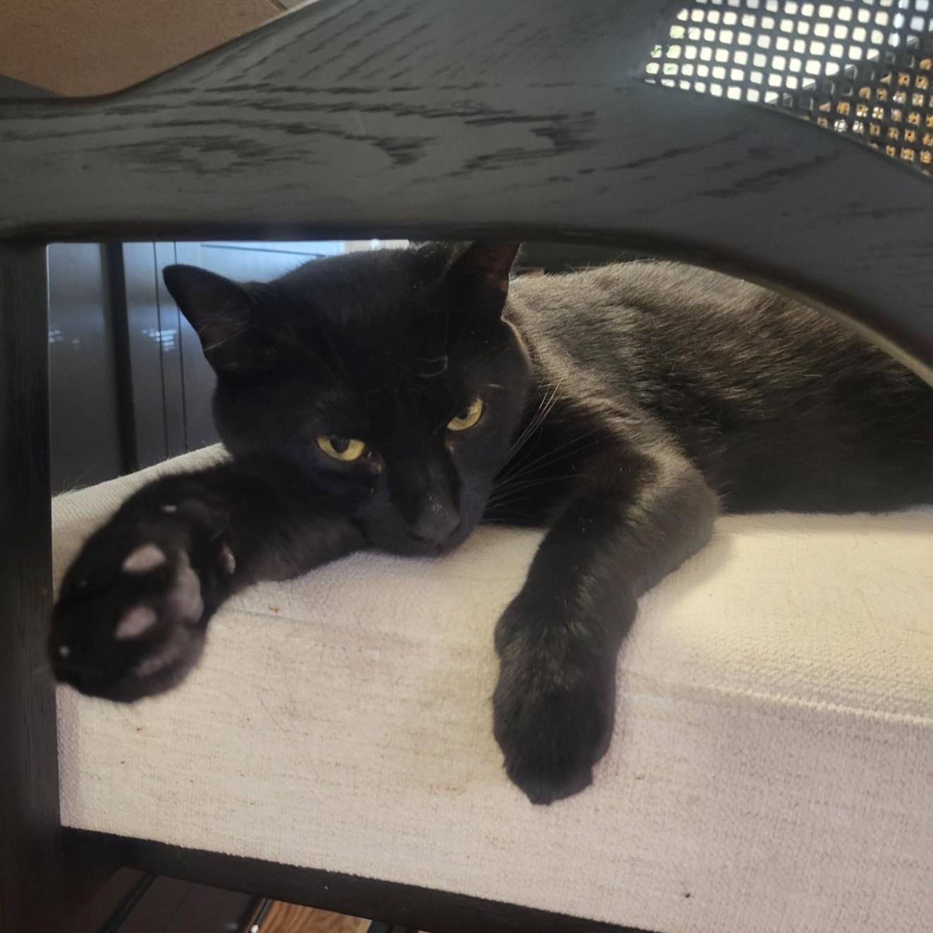 Bandit, Adoptable, Young Male Domestic Short Hair.