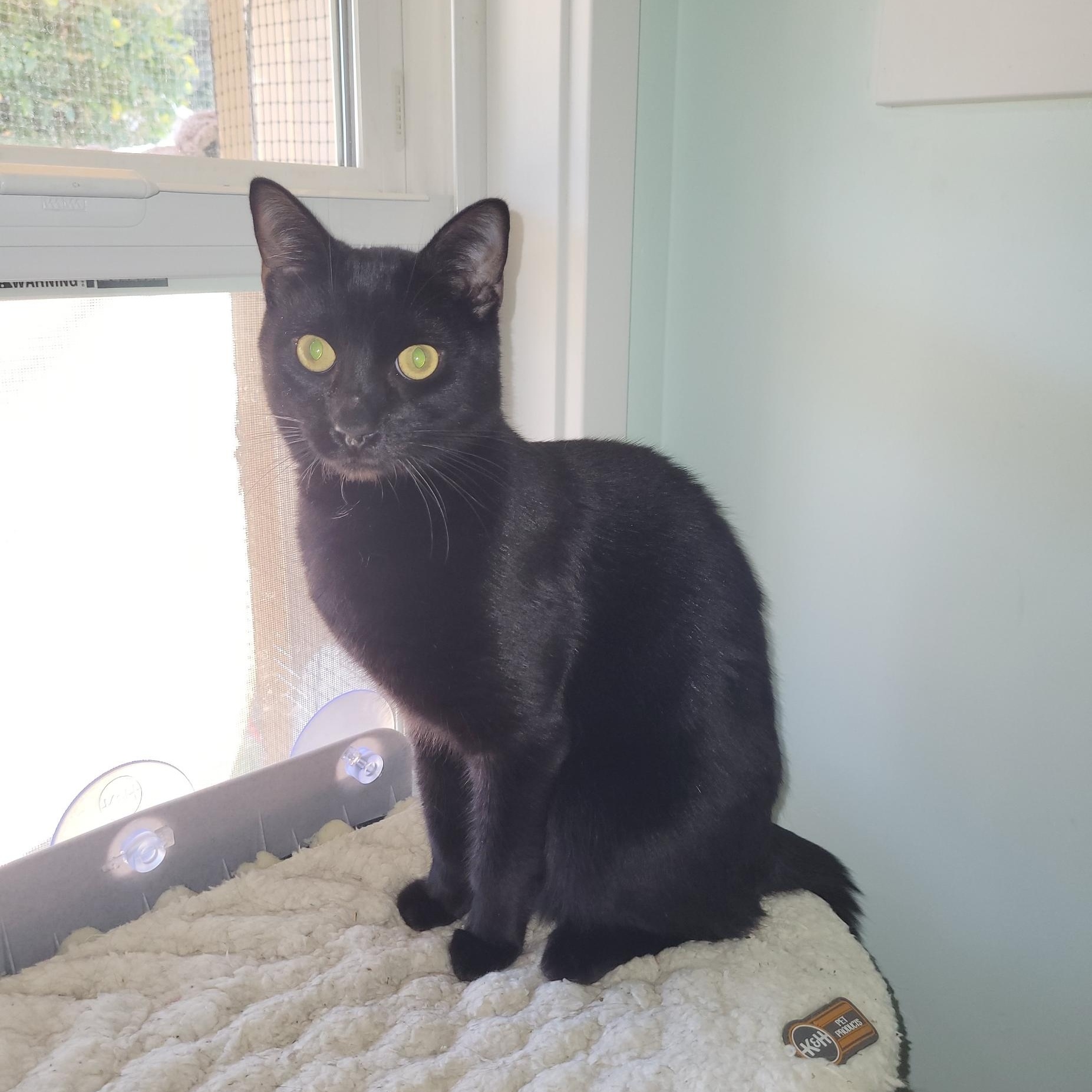 Enlarge Bandit, a Adoptable Domestic Short Hair in San Jose, CA image 4/4