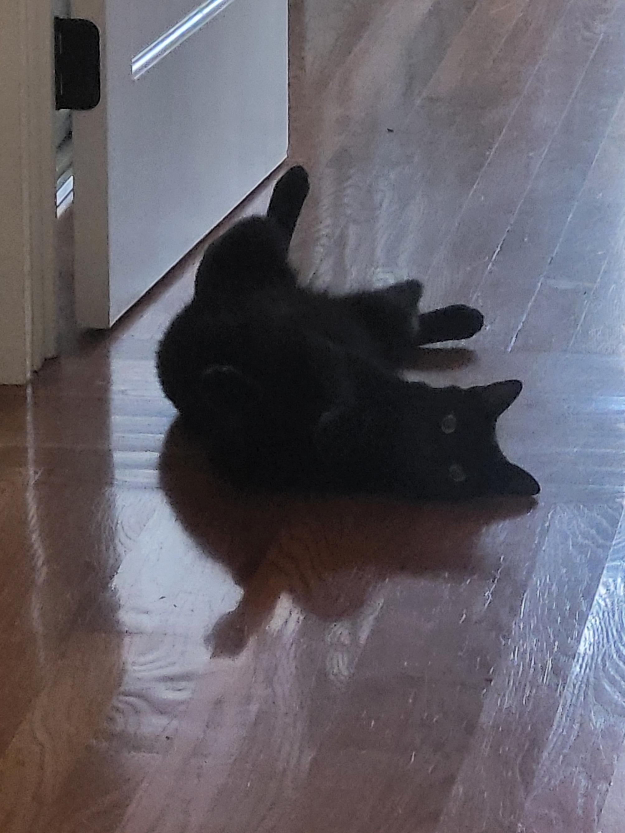 Enlarge Bandit, a Adoptable Domestic Short Hair in San Jose, CA image 2/4